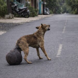 Puspita Transitions from Life on the Streets to Safety After Rescue