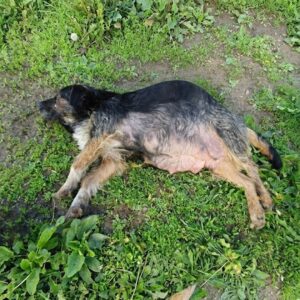 Marla the Paralyzed Mother Dog Takes Her First Steps After Trauma