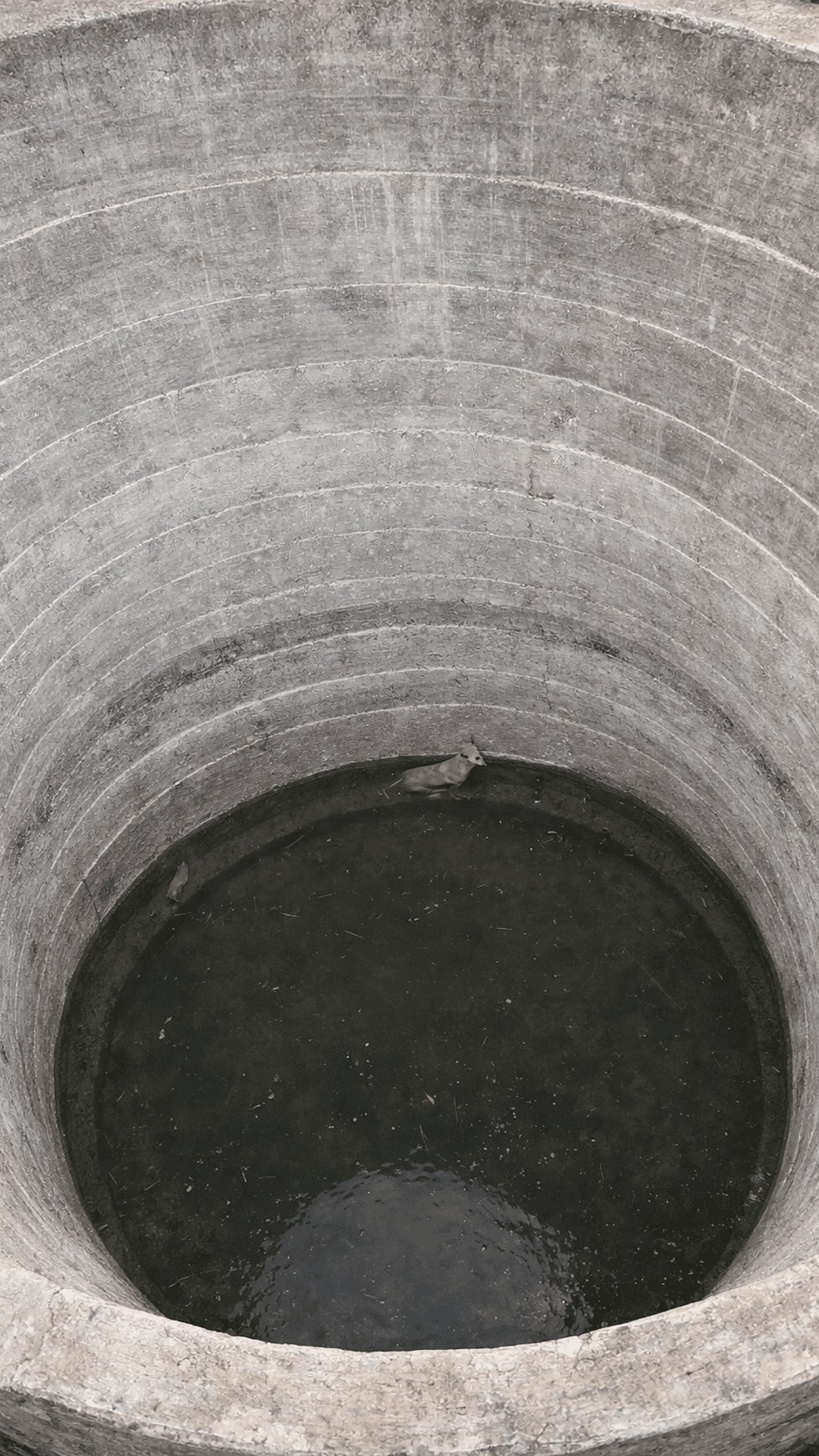 Rescuers Save Stray Dog from 70-Foot Well in Rural Village