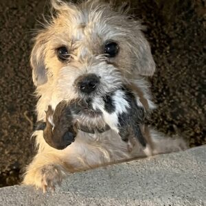 Stray Dog Finds Healing by Caring for Two Orphaned Puppies