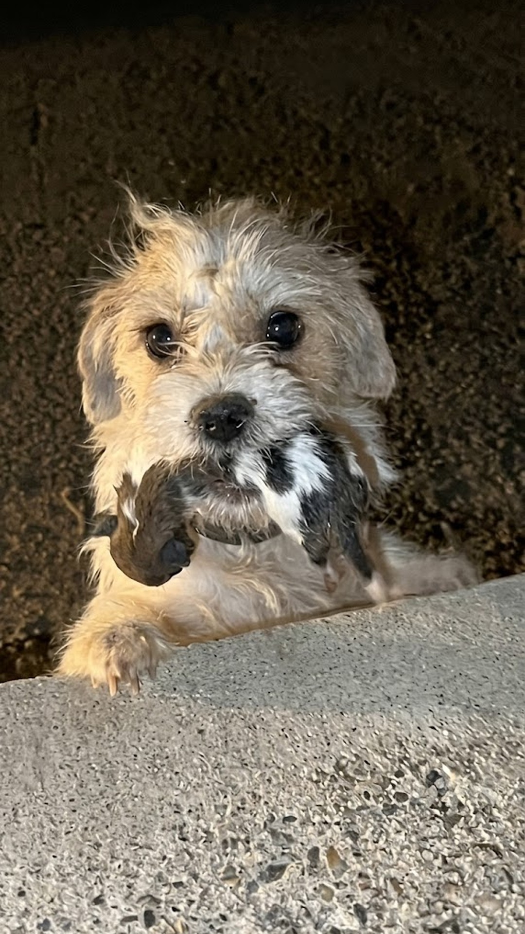 Stray Dog Finds Healing by Caring for Two Orphaned Puppies