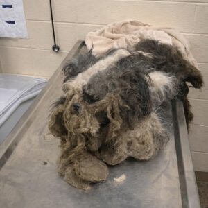 Rescue Team Uncovers Life in Severely Neglected Dog Named Joseph