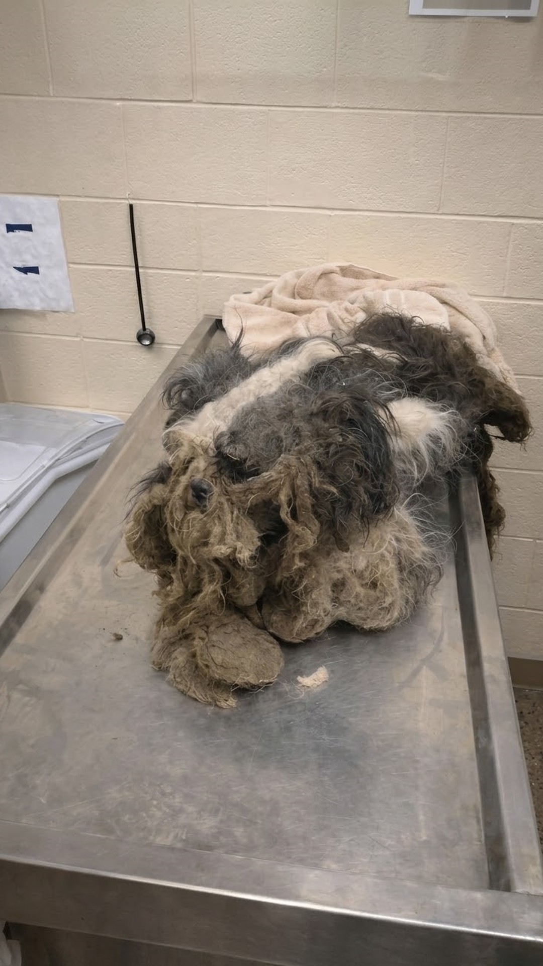 Rescue Team Uncovers Life in Severely Neglected Dog Named Joseph