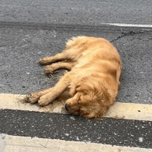 Injured Golden Retriever Wags Tail for the First Time After Rescue