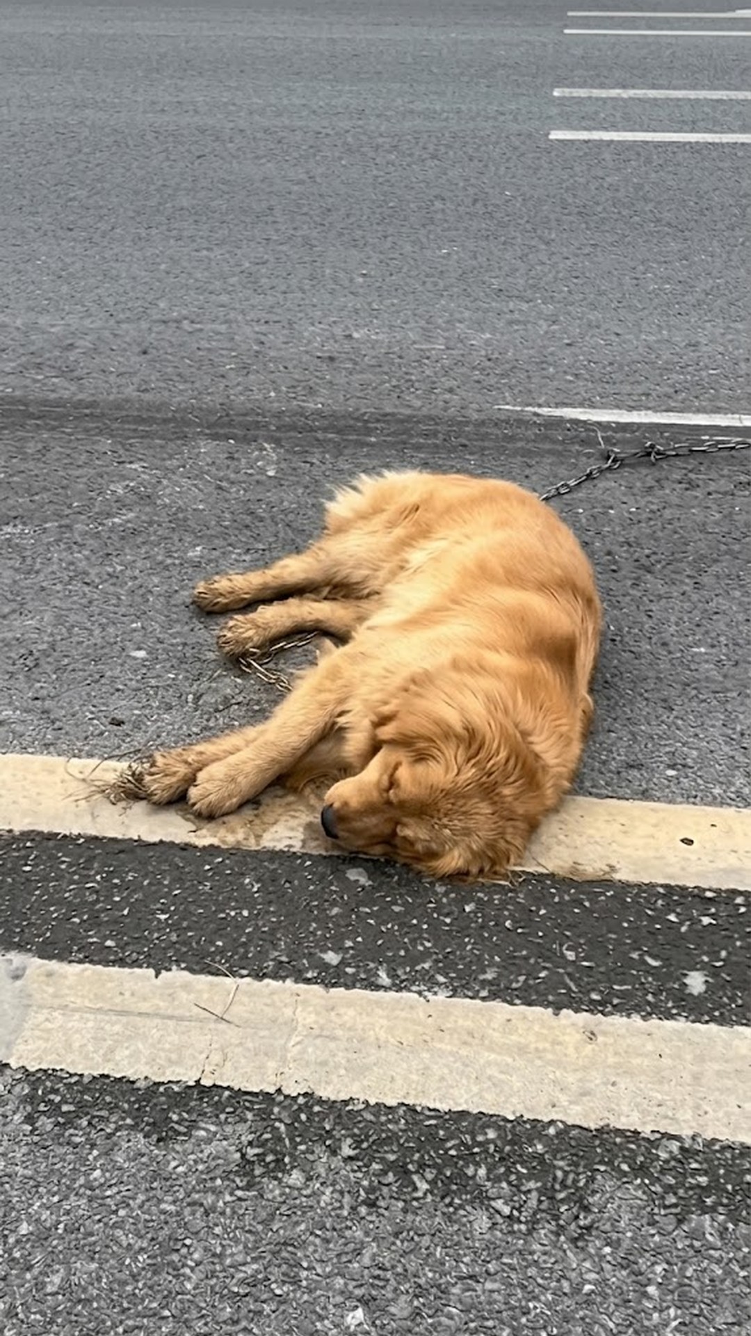 Injured Golden Retriever Wags Tail for the First Time After Rescue