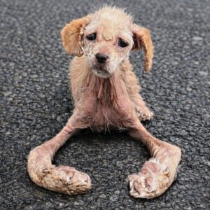 Rescue Team Saves Dog Dragging Herself Due to Severe Deformities