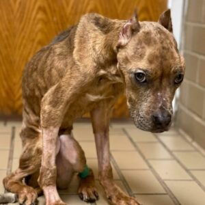 Khaleesi's Remarkable Recovery After Severe Starvation and Neglect