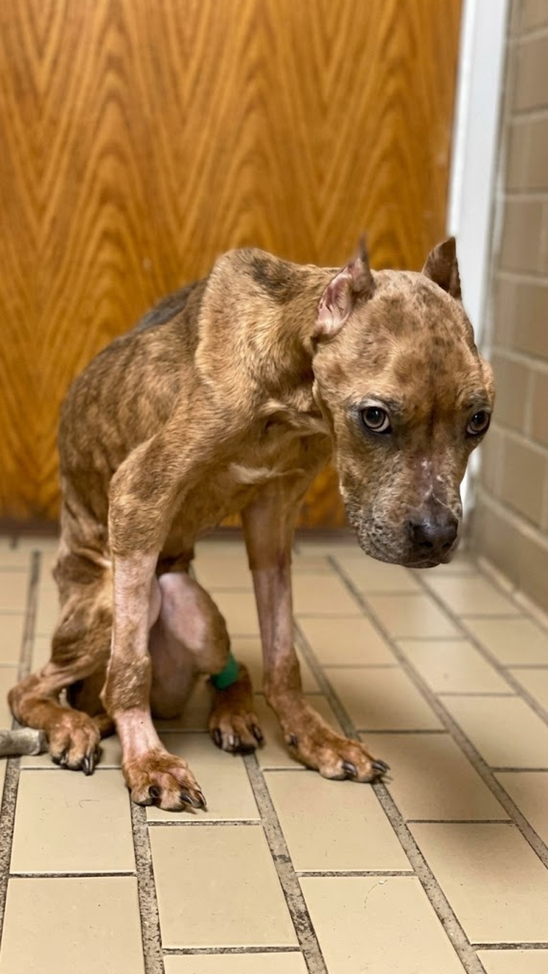 Khaleesi's Remarkable Recovery After Severe Starvation and Neglect