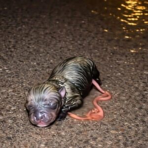 Newborn Puppy Found Soaked and Alone on Rainy Street Makes Remarkable Recovery