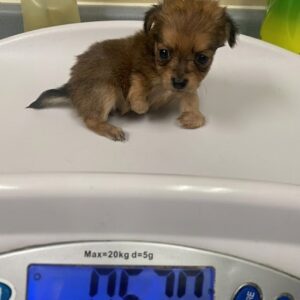 Tiny Puppy Born Without Front Legs Thrives in Foster Care