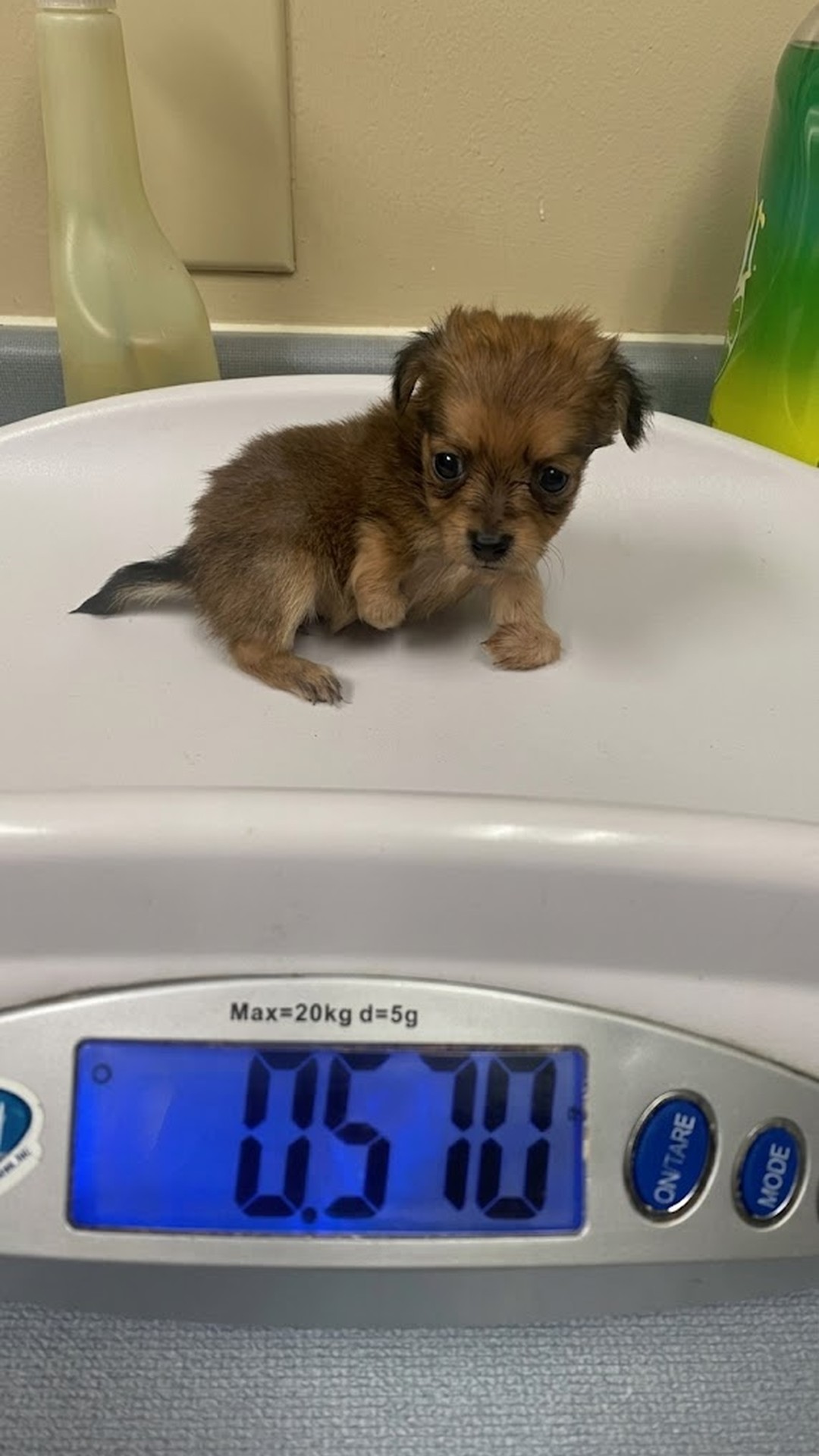Tiny Puppy Born Without Front Legs Thrives in Foster Care