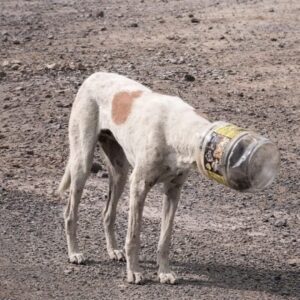 Rescue Team Frees Stray Dog After Hours Trapped by Plastic Jar