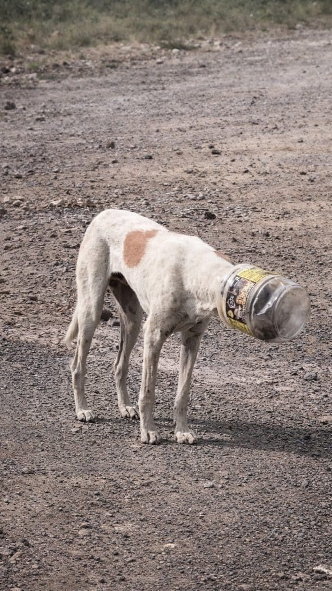 Rescue Team Frees Stray Dog After Hours Trapped by Plastic Jar