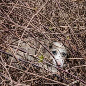 Puppy Found Motionless in Thorns Discovers Safety at Last