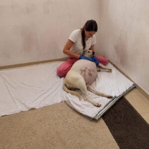 Abandoned Dog’s Protective Instincts Shine as She Welcomes Fourteen Puppies