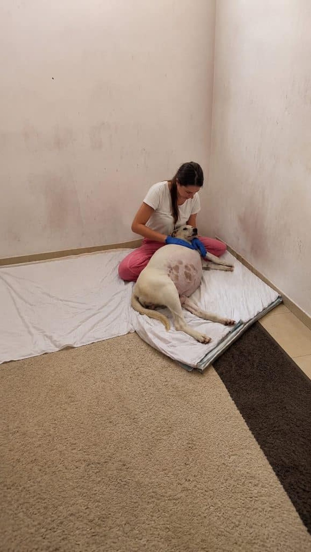 Abandoned Dog’s Protective Instincts Shine as She Welcomes Fourteen Puppies