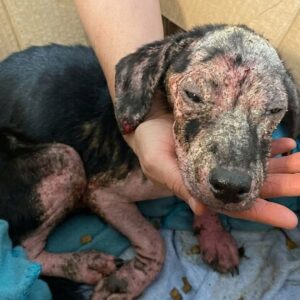 From a Cardboard Box to Compassion: A Puppy’s Journey of Survival