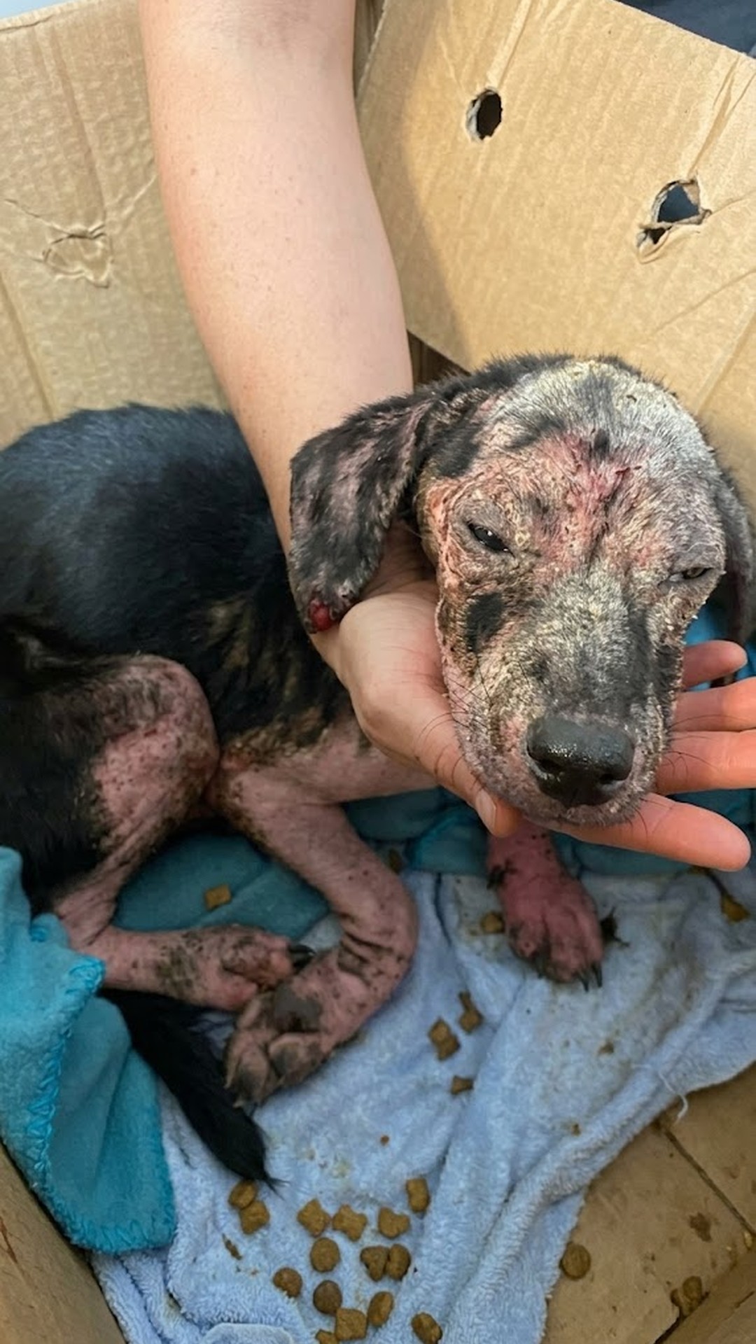 From a Cardboard Box to Compassion: A Puppy’s Journey of Survival