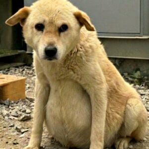 Rescued from Neglect Youngji Transitions from Isolation to Compassionate Care