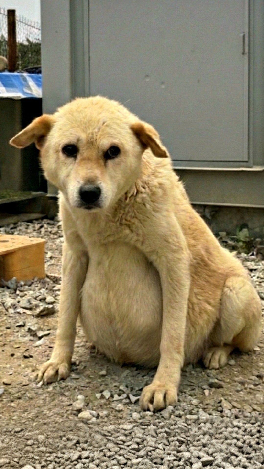 Rescued from Neglect Youngji Transitions from Isolation to Compassionate Care