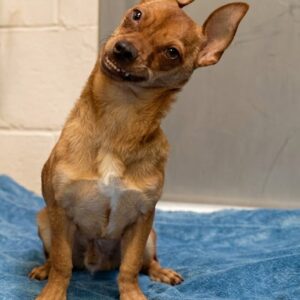 Jasper's Hidden Struggles: From Shelter Grin to Loving Forever Home