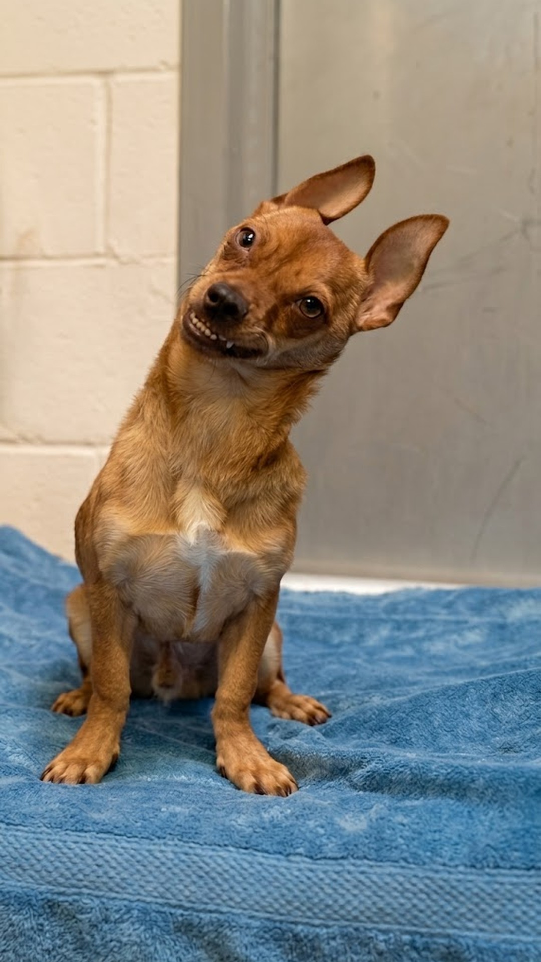 Jasper's Hidden Struggles: From Shelter Grin to Loving Forever Home