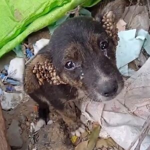 Children Save Puppy Found Weak and Injured on a Rainy Road
