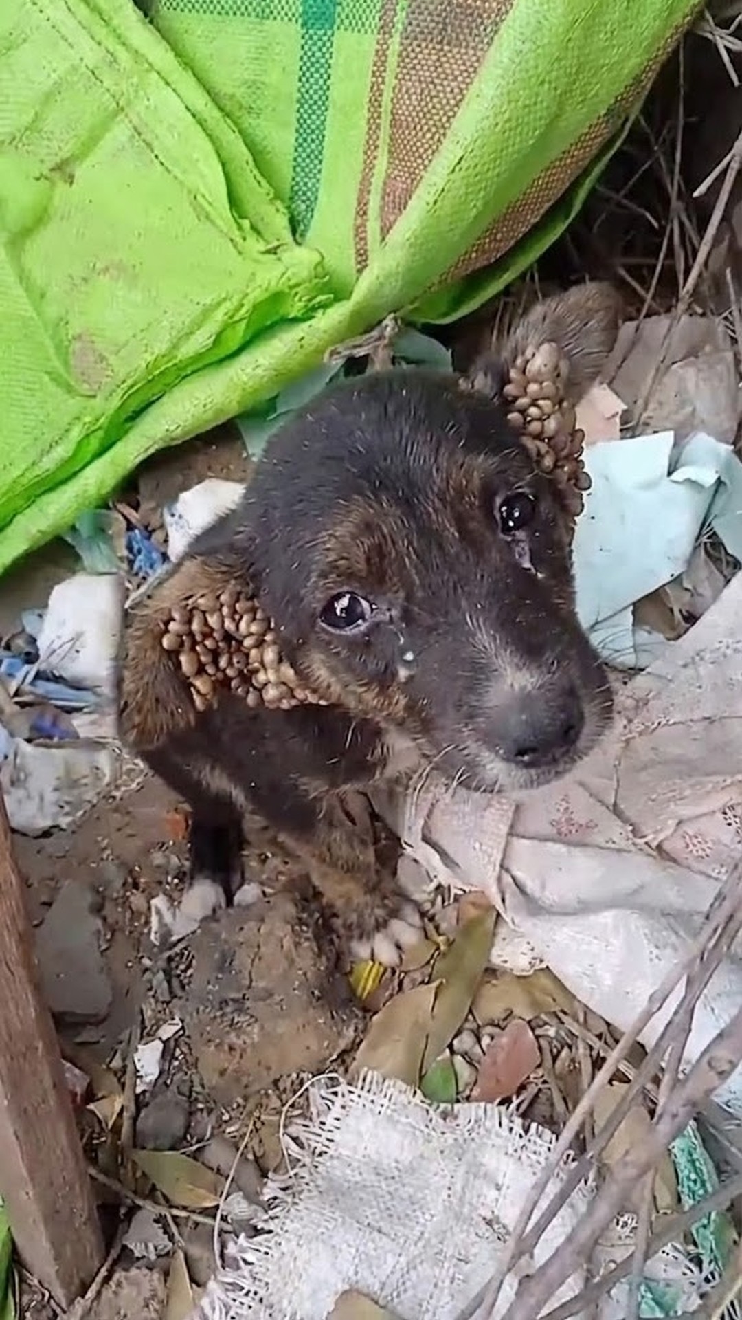 Children Save Puppy Found Weak and Injured on a Rainy Road