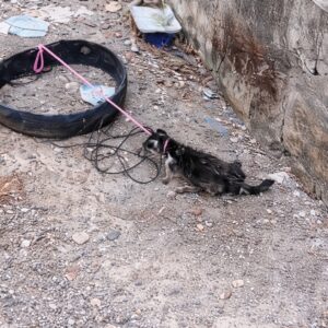Rescue Moment as Puppy Tied to Trash Bin is Freed and Healed