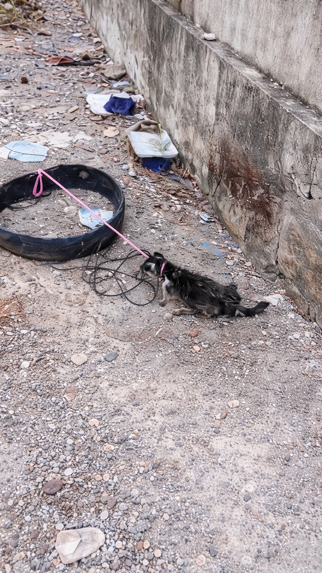 Rescue Moment as Puppy Tied to Trash Bin is Freed and Healed