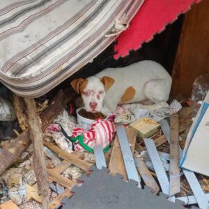 Chowder the Puppy Finds Safety and Love After Life on the Streets