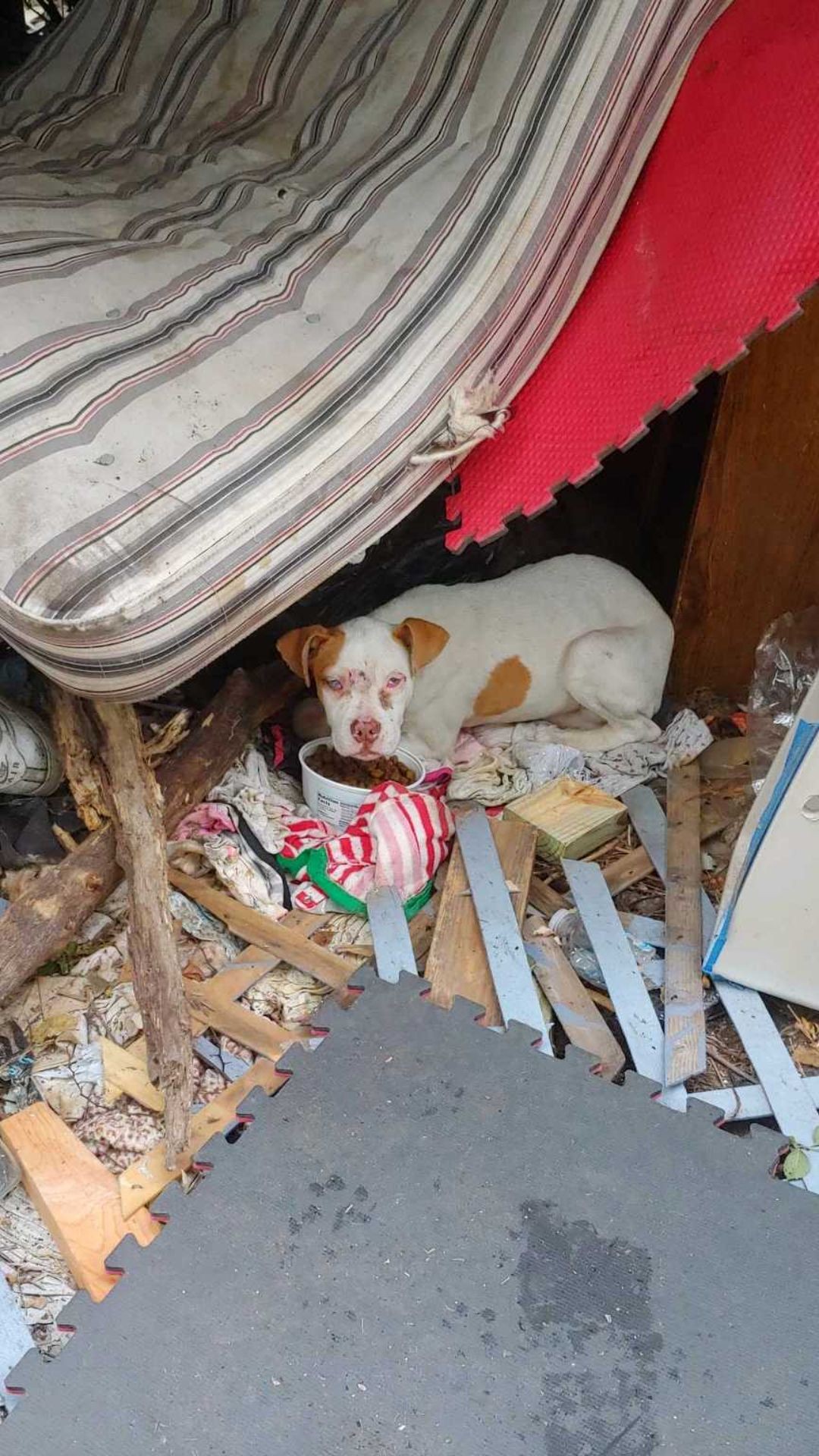 Chowder the Puppy Finds Safety and Love After Life on the Streets