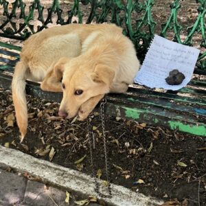 From Terrified Abandonment to Playful Puppy: Boston's 30-Day Transformation
