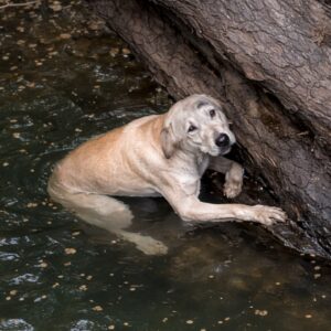 Rescue Team Saves Stray Dog Trapped in a Well After Time Stretched On