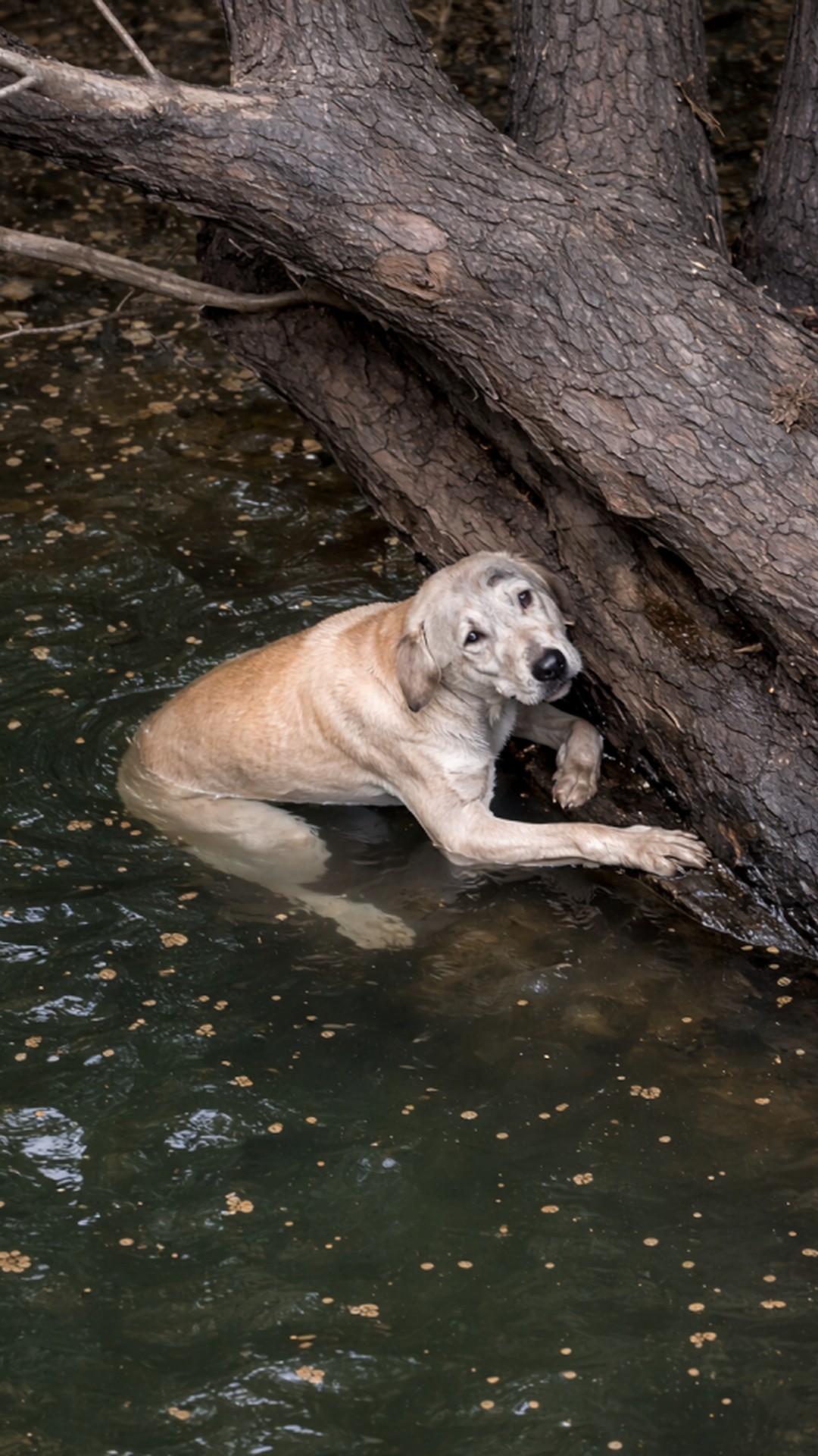 Rescue Team Saves Stray Dog Trapped in a Well After Time Stretched On
