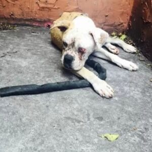 From Abandonment to Healing: Frances' Rescue and Recovery Journey