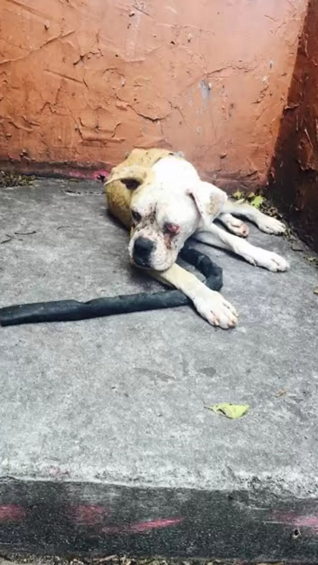 From Abandonment to Healing: Frances' Rescue and Recovery Journey