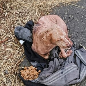Rescue Team Finds Emaciated Dog Clinging to Owner's Jacket in Panama