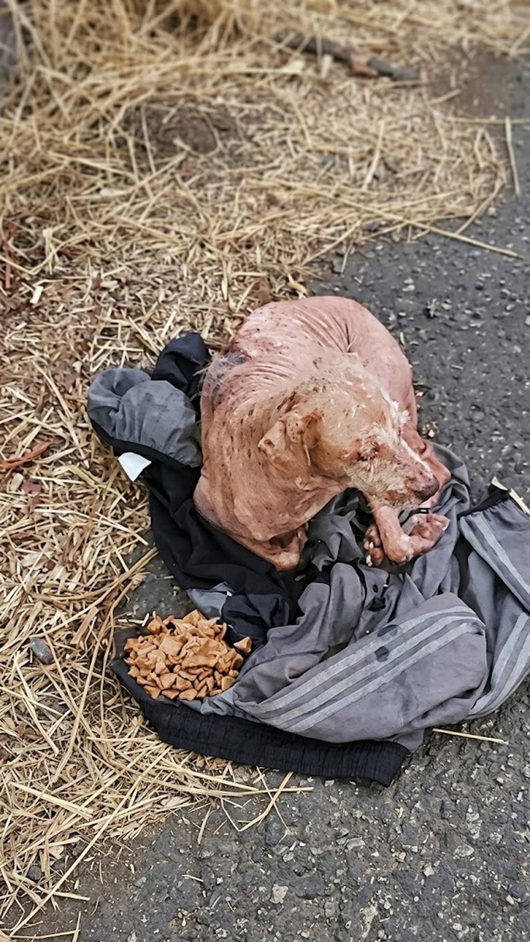 Rescue Team Finds Emaciated Dog Clinging to Owner's Jacket in Panama