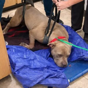 Bruno the Pit Bull Learns to Trust After Years of Isolation