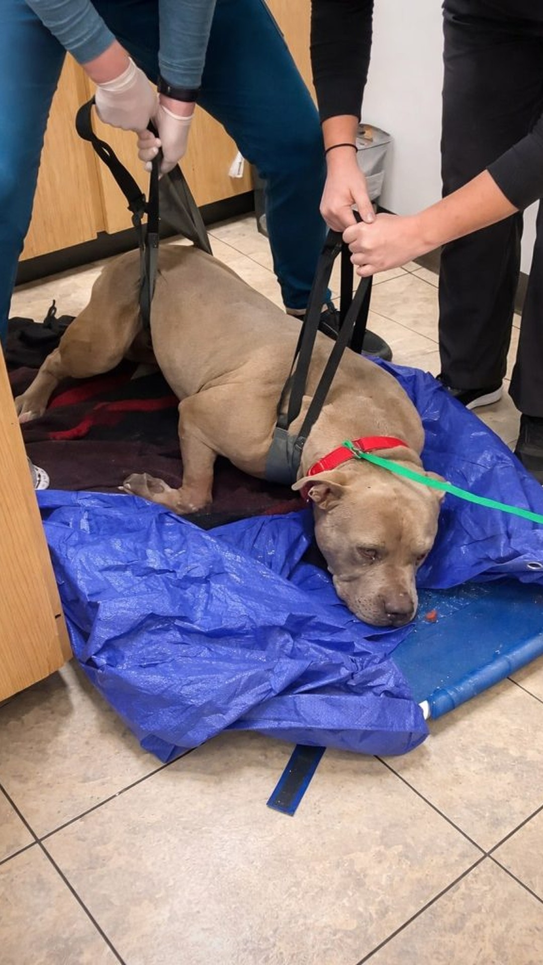 Bruno the Pit Bull Learns to Trust After Years of Isolation