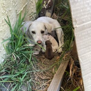 Stray Dog Found Guarding Newborn Puppies in Los Angeles Bushes