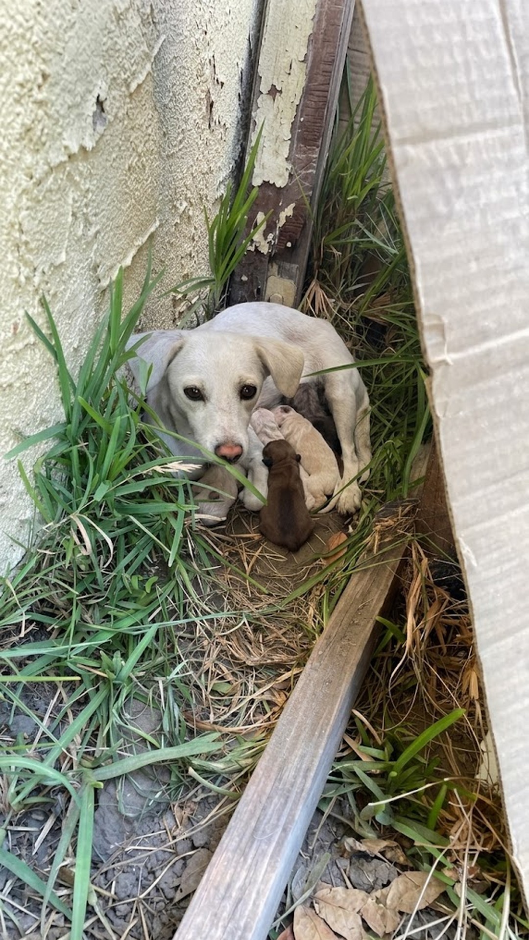 Stray Dog Found Guarding Newborn Puppies in Los Angeles Bushes