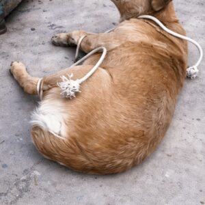 A Pregnant Dog's Discovery Sparks a Life-Changing Rescue