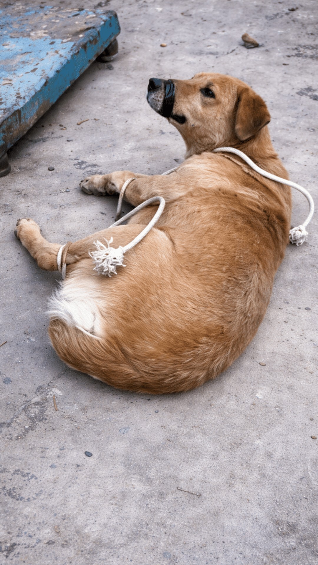A Pregnant Dog's Discovery Sparks a Life-Changing Rescue