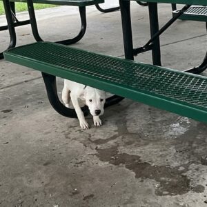 Abandoned Puppy Sighs in Relief After Being Rescued from Storm