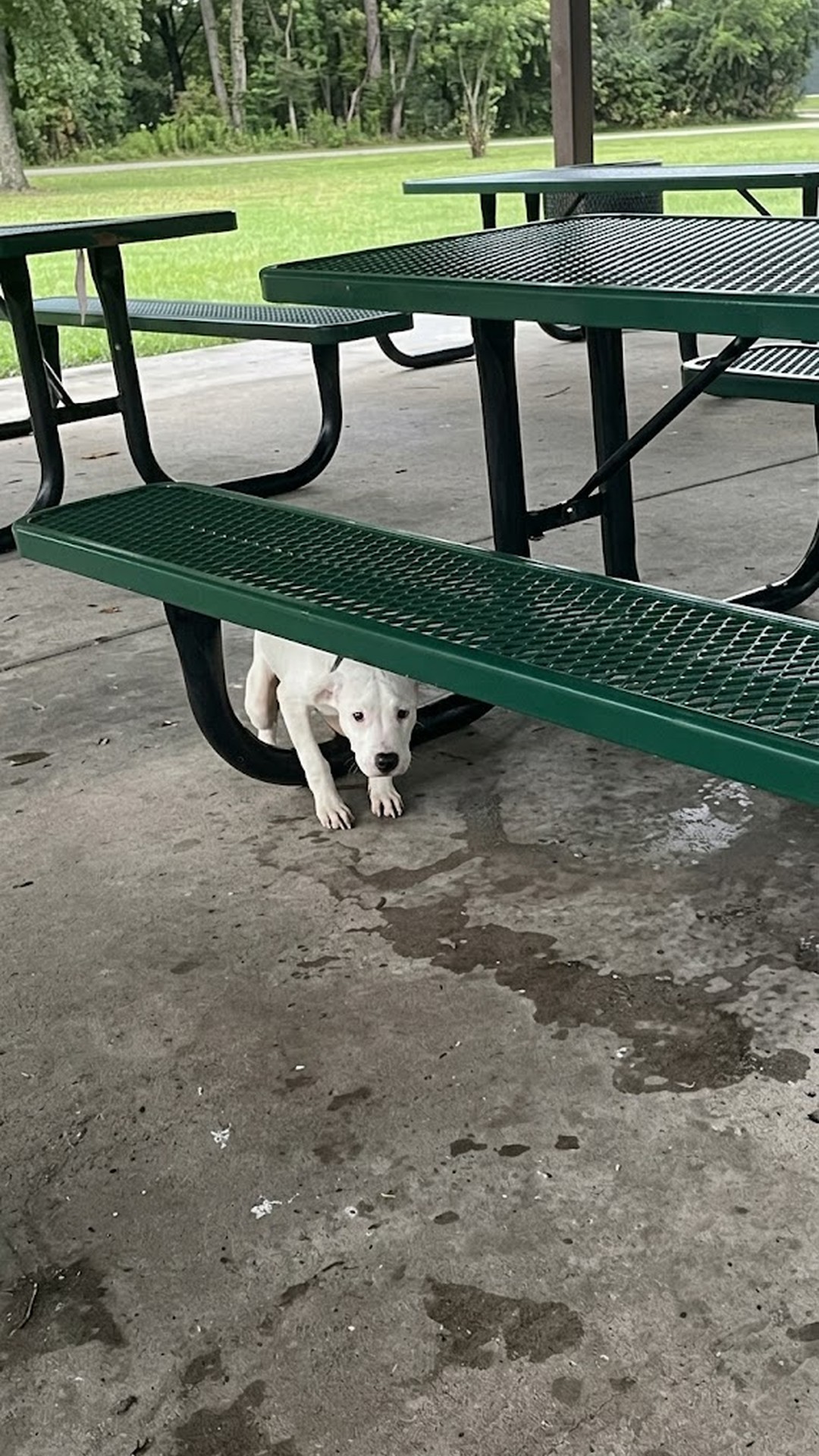 Abandoned Puppy Sighs in Relief After Being Rescued from Storm