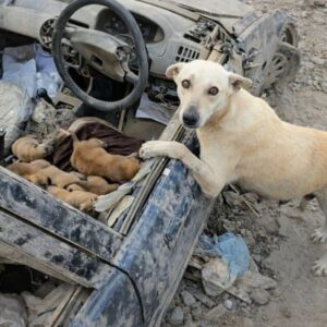 Mother Dog Stays Vigilant to Protect Her Puppies in Uncertain Times