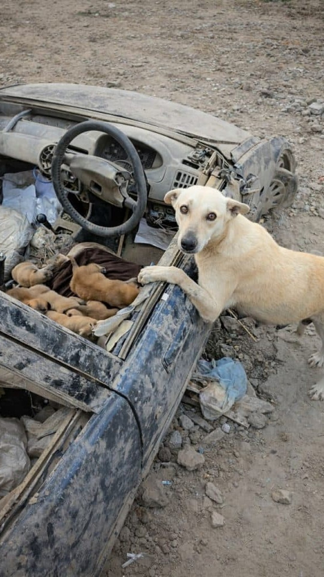 Mother Dog Stays Vigilant to Protect Her Puppies in Uncertain Times