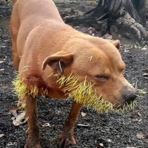 Thor's Recovery: Overcoming a Porcupine Attack with Community Support